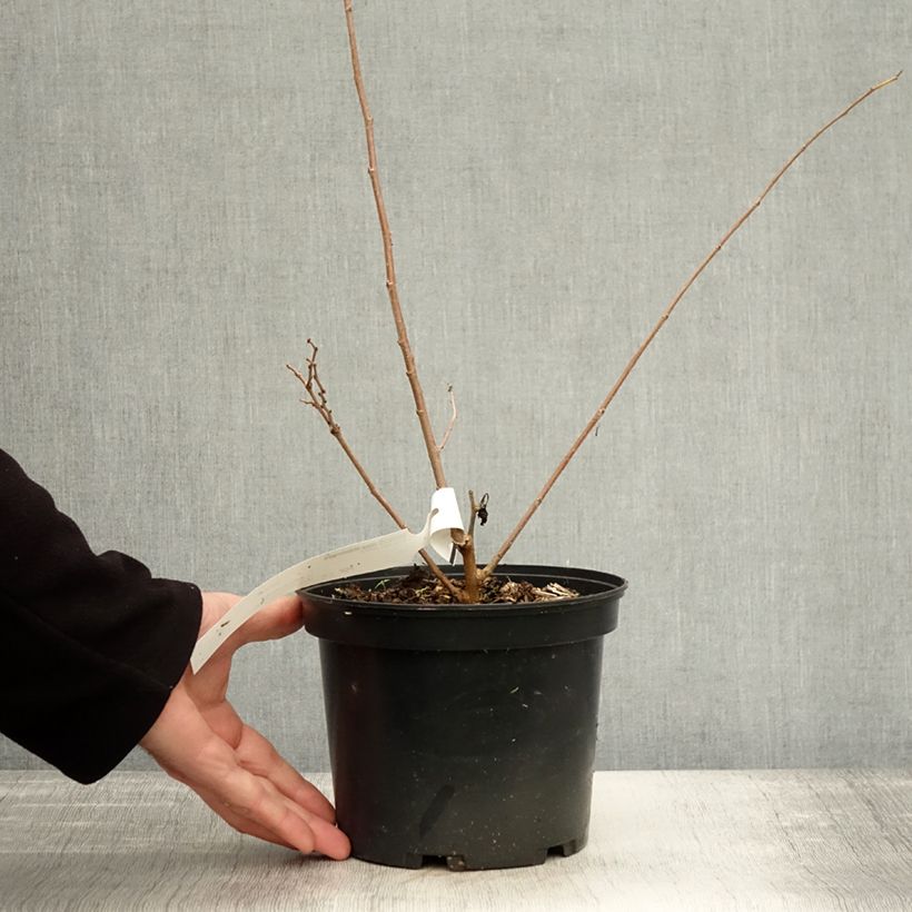 Spécimen de Morus alba Milanowek - Mûrier blanc Pot de 3L/4L tel que livré en automne