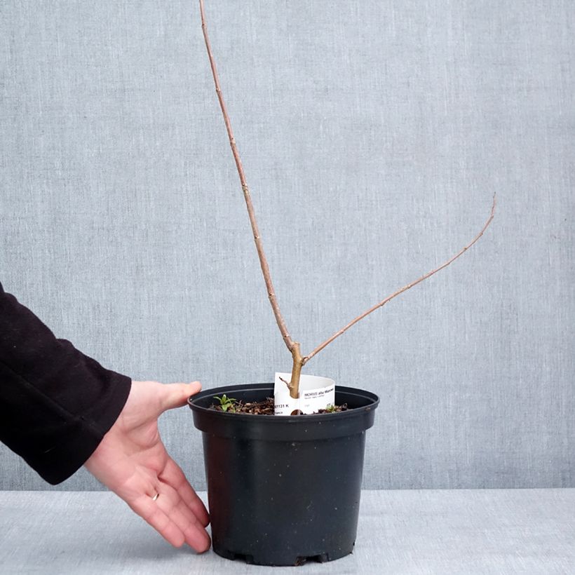 Spécimen de Morus alba Milanowek - Mûrier blanc - Pot de 3L/4L tel que livré en hiver