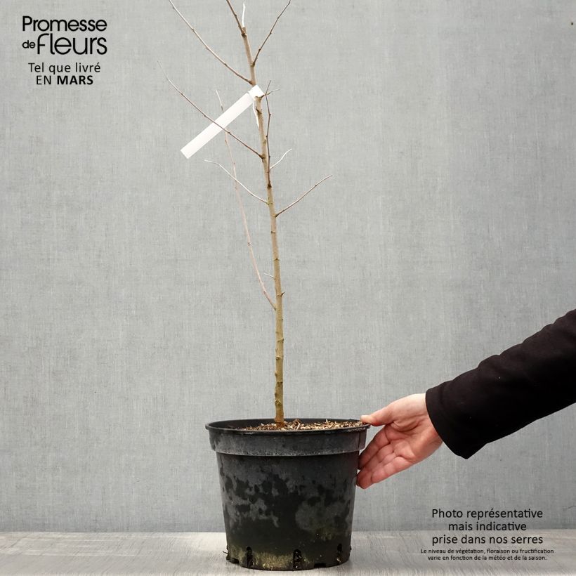 Spécimen de Morus alba - Mûrier blanc  Pot de 7,5L/10LHauteur livrée env. 150cm tel que livré au printemps