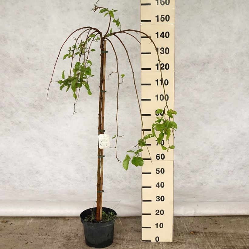 Spécimen de Morus alba Pendula - Mûrier blanc pleureur Pot de 7.5L Tige tel que livré au printemps