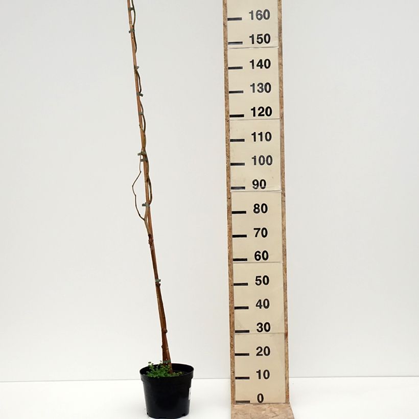 Spécimen de Morus latifolia Spirata - Mûrier à larges feuilles tortueux - Pot de 4L/5L tel que livré en hiver
