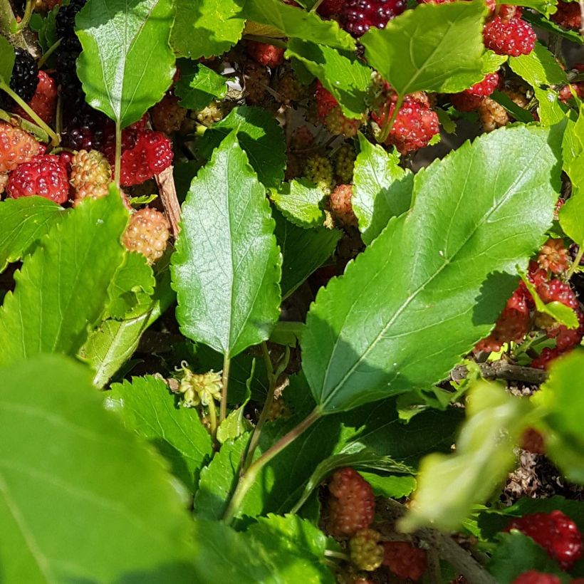 Mûrier nain Mojo Berry - Morus rotundiloba (Feuillage)