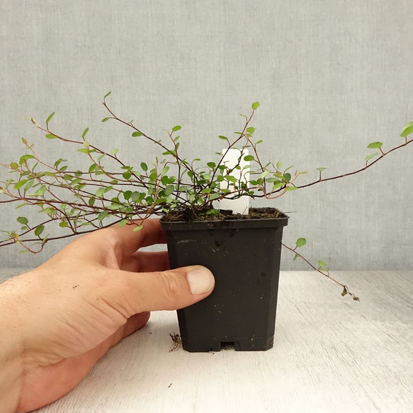 Spécimen de Muehlenbeckia axillaris - Muehlenbeckie rampante. Godet de 8/9 cm tel que livré en été