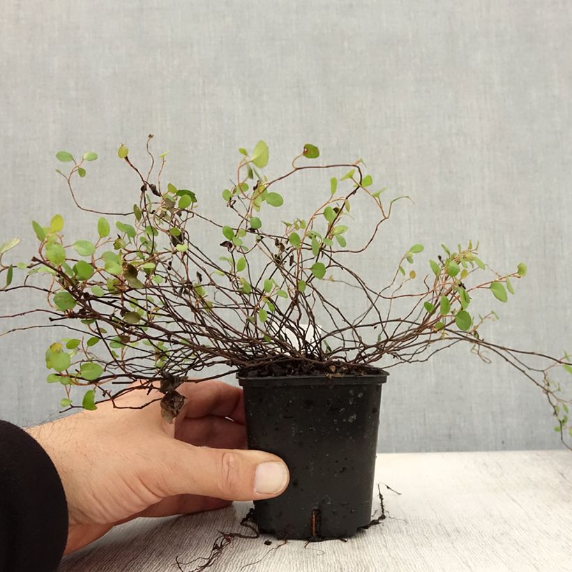 Spécimen de Muehlenbeckia complexa  Godet de 8/9 cm tel que livré en automne