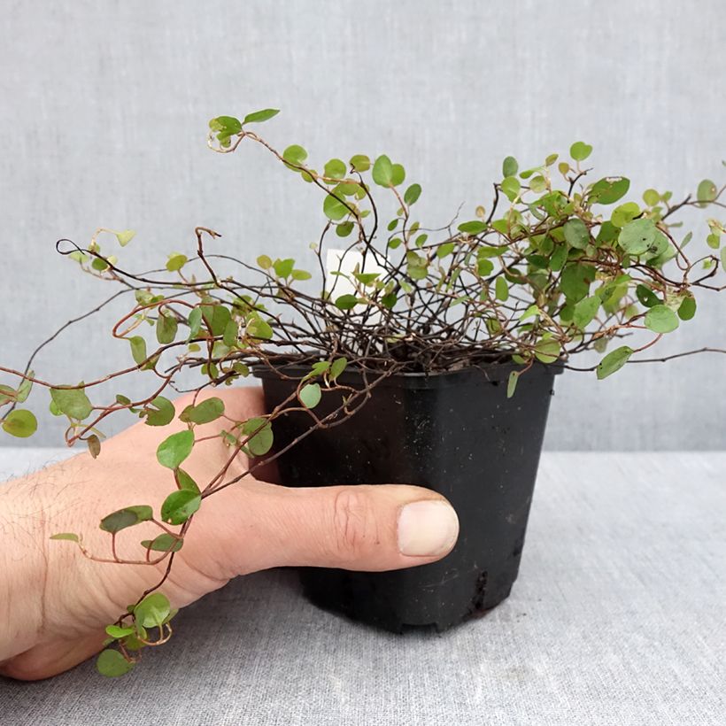 Spécimen de Muehlenbeckia complexa  Godet de 8/9 cm tel que livré au printemps