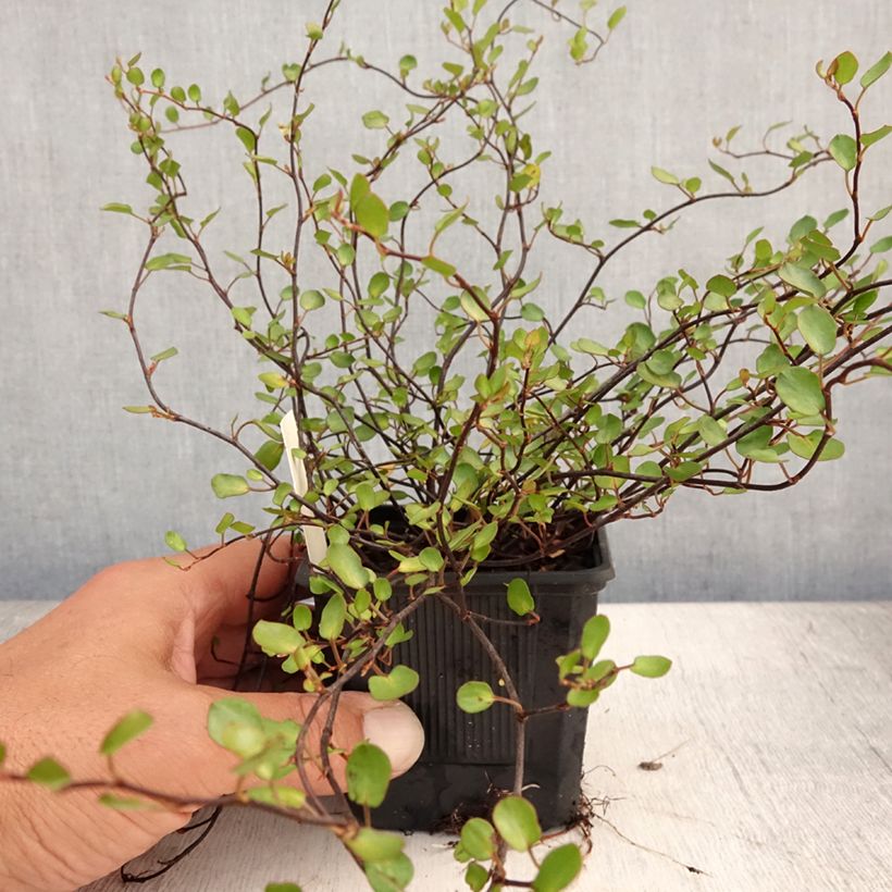 Spécimen de Muehlenbeckia complexa Sealand Compact Godet de 8/9 cm tel que livré en été