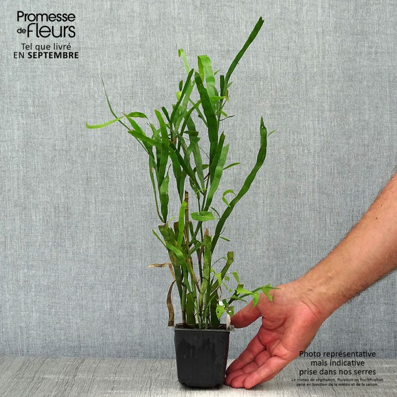 Spécimen de Muehlenbeckia platyclada - Plante ruban tel que livré en automne