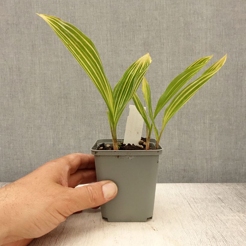 Spécimen de Muguet blanc panaché - Convallaria majalis Albostriata Godet de 8/9 cm tel que livré au printemps