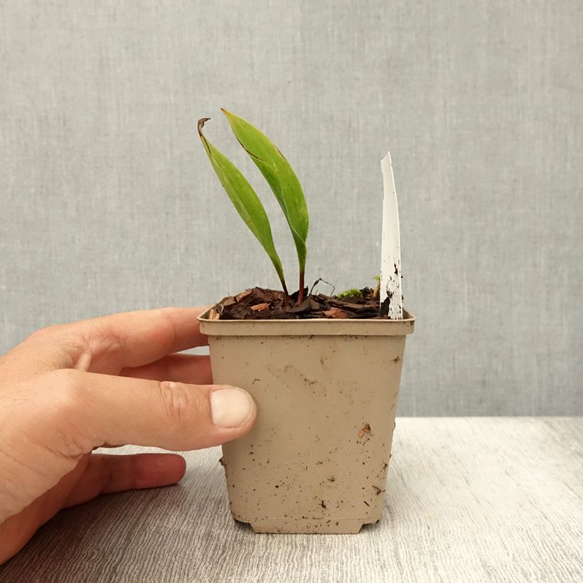 Spécimen de Muguet - Convallaria majalis Bordeaux Godet de 8/9 cm tel que livré en été