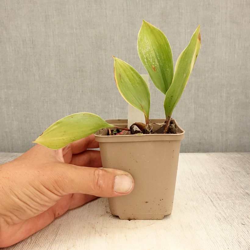 Spécimen de Muguet panaché - Convallaria majalis Hardwick Hall Godet de 8/9 cm tel que livré en été
