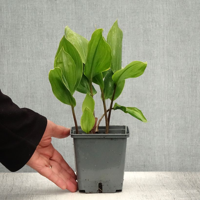 Spécimen de Muguet panaché - Convallaria majalis Hardwick Hall Pot de 1,5L/2L tel que livré en été
