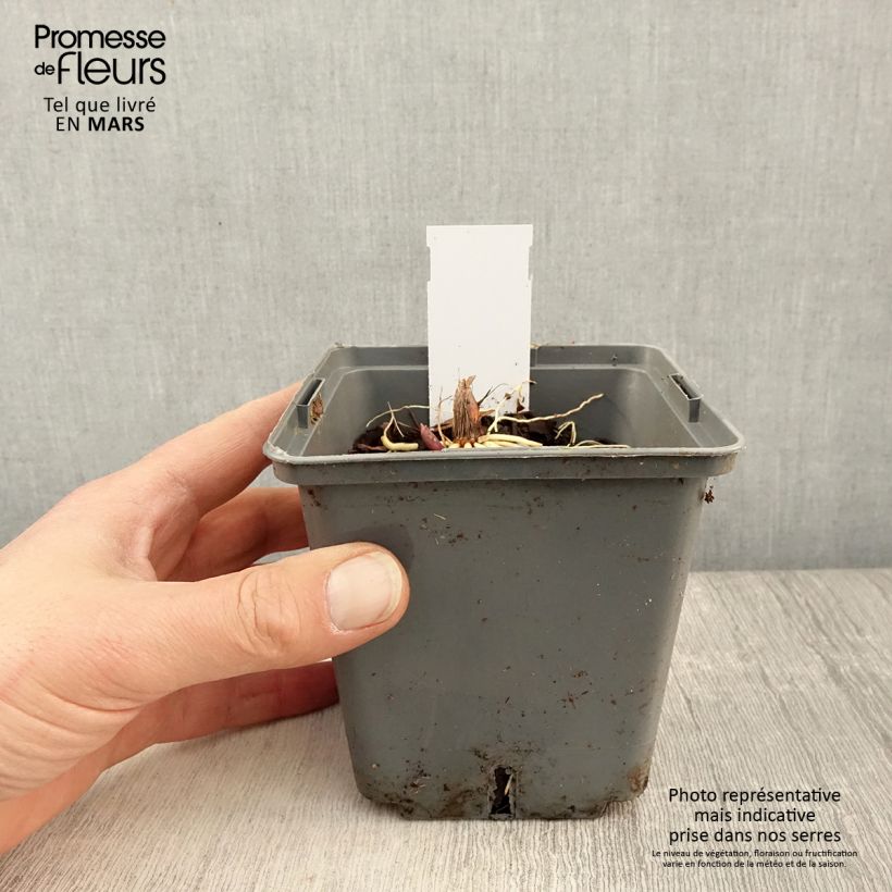 Spécimen de Muguet panaché - Convallaria majalis Hardwick Hall - Pot de 1.5L/2L tel que livré au printemps