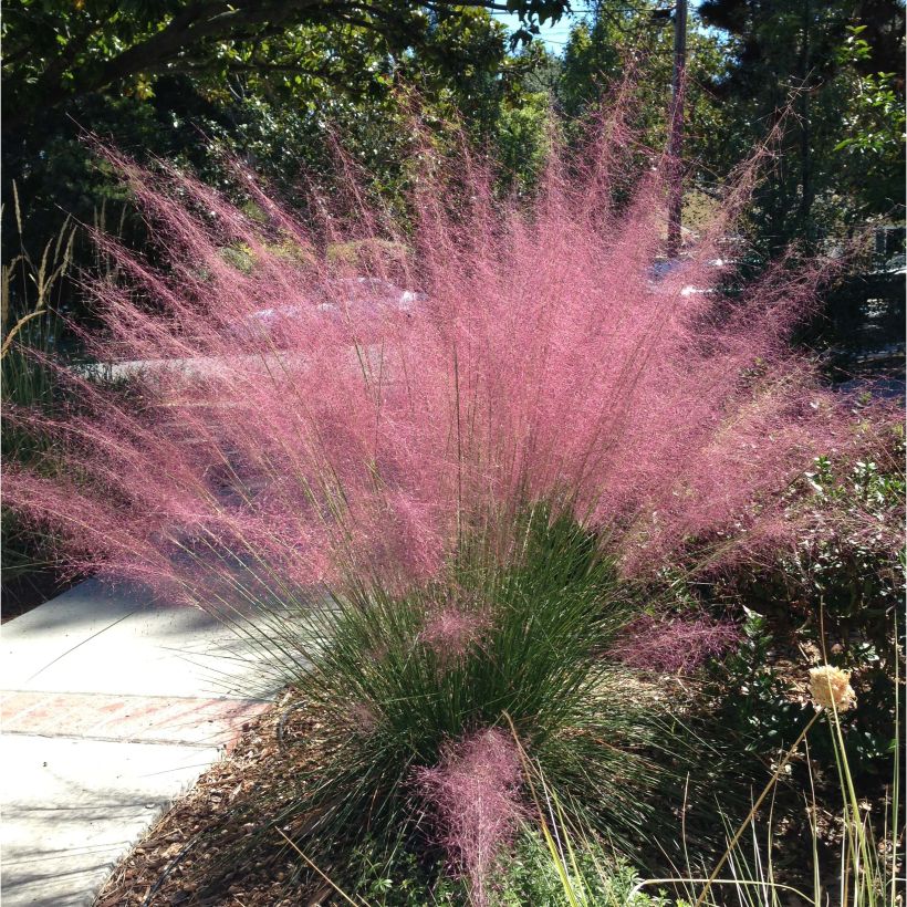 Muhlenbergia capillaris (Port)