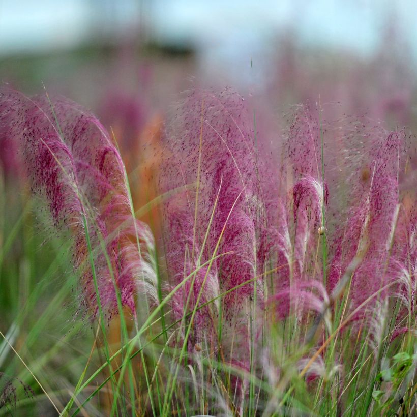 Muhlenbergia capillaris (Floraison)