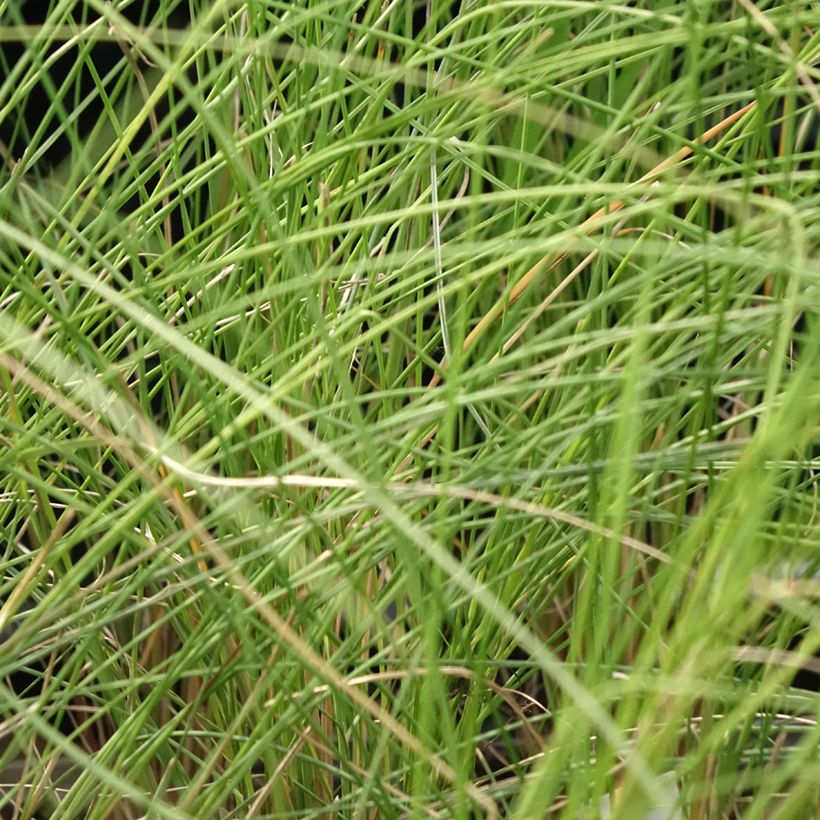 Muhlenbergia capillaris (Feuillage)