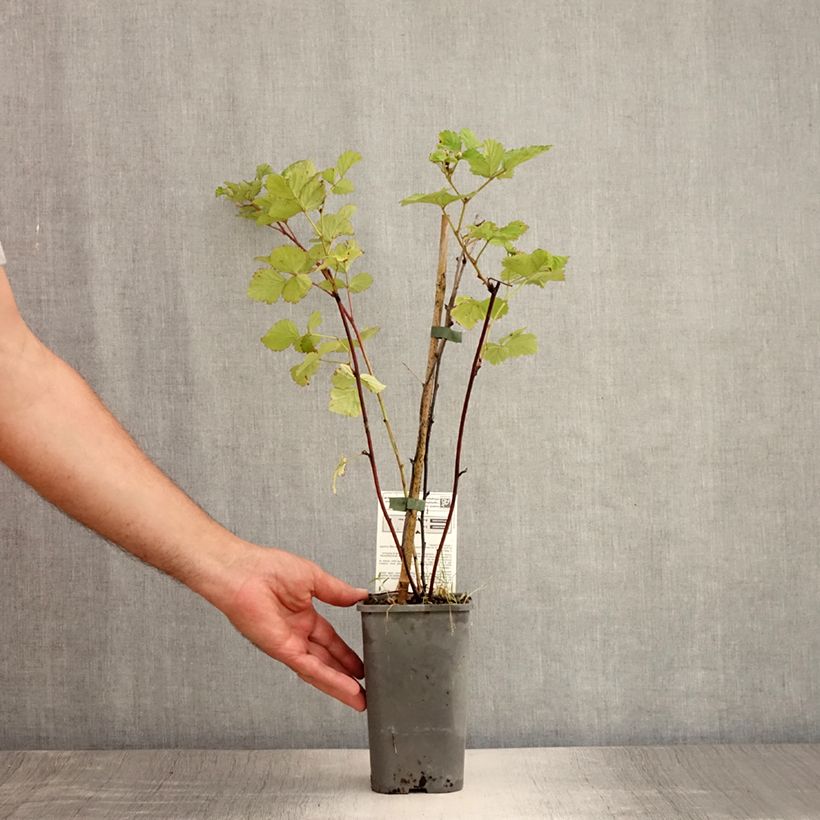 Spécimen de Mûre des jardins Dorman Red Bio Pot de 1,5L/2L tel que livré en été