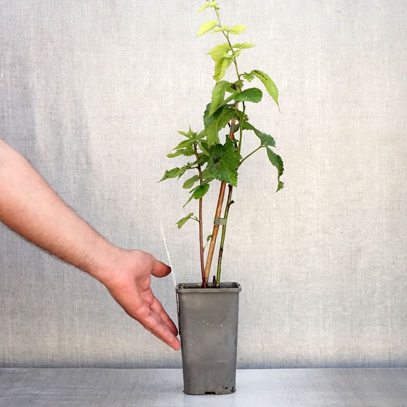 Spécimen de Mûre des jardins Little Black Prince Pot de 1,5L/2L, Touffe tel que livré en été