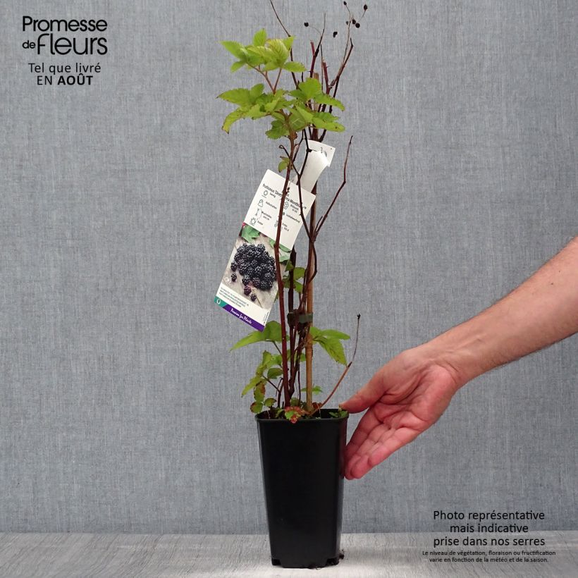 Spécimen de Mûre Direttissima Montblanc - Rubus fruticosus  Pot de 2L/3L, Touffe tel que livré en été