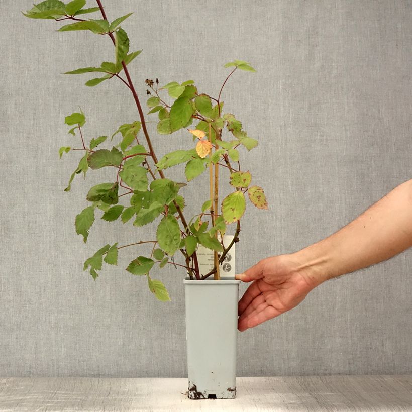 Spécimen de Mûre naine Black Cascade - Rubus fruticosus Pot de 2L/3L, Touffe tel que livré en été
