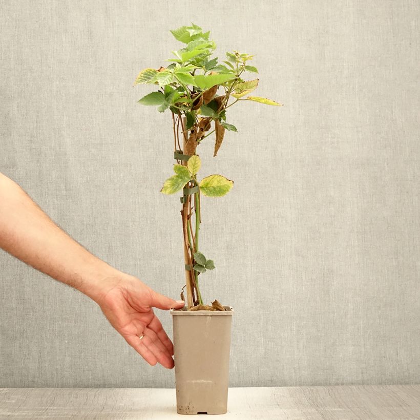 Spécimen de Mûre sans épines Loch Maree - Rubus fruticosus  Pot de 1,5L/2L tel que livré en été