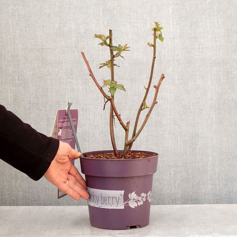 Spécimen de Mûre naine Lucky Berry - Rubus fruticosus - Pot de 4L/5L  tel que livré au printemps