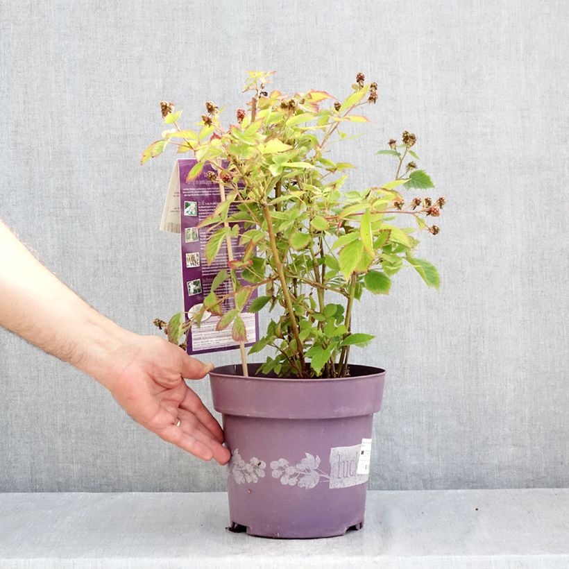 Spécimen de Mûre naine Lucky Berry - Rubus fruticosus Pot de 4L/5L, Touffe tel que livré en été
