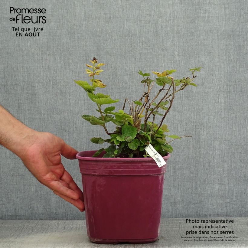 Spécimen de Mûre naine sans épines Purple Opal - Rubus fruticosus  Pot de 4L/5L tel que livré en été