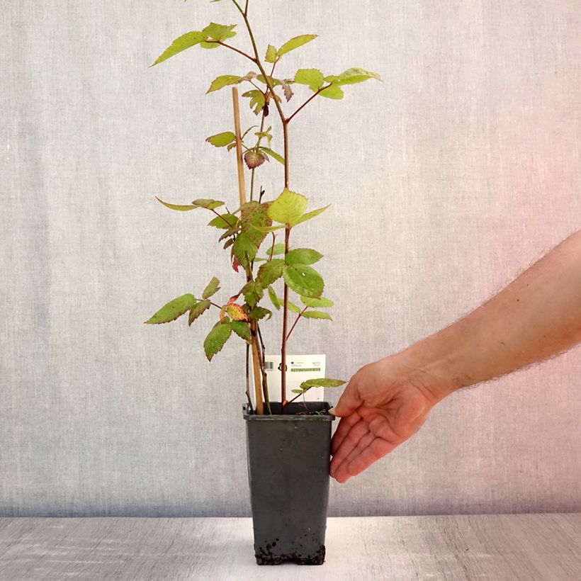 Spécimen de Mûre sans épines Asterina Pot de 1,5L/2L tel que livré en été