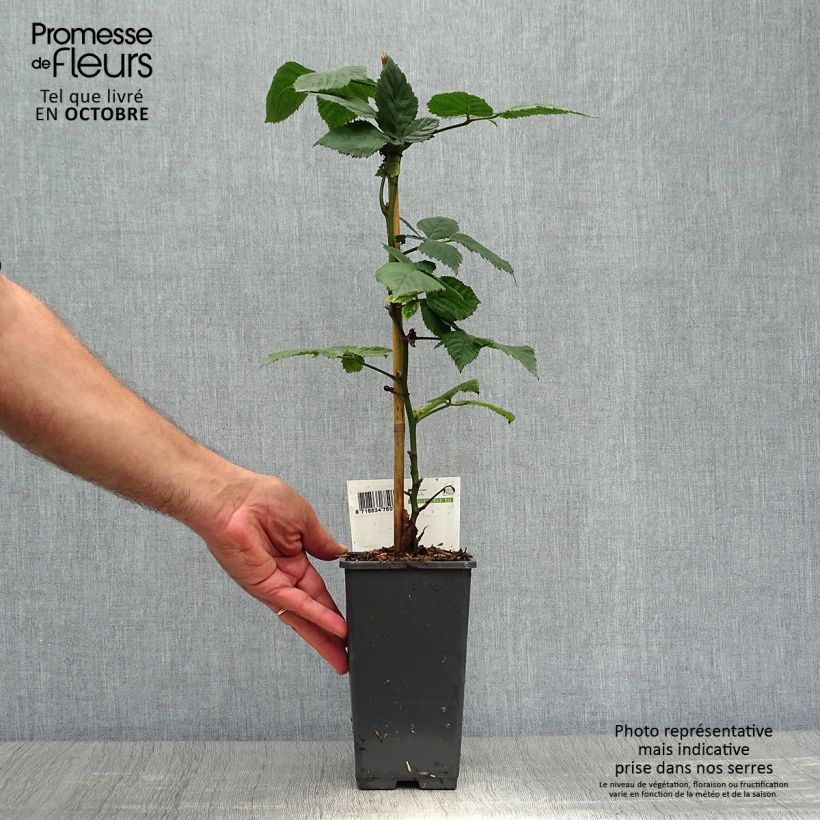 Spécimen de Mûre sans épines Black Satin Pot de 1,5L/2L, Touffe tel que livré en automne