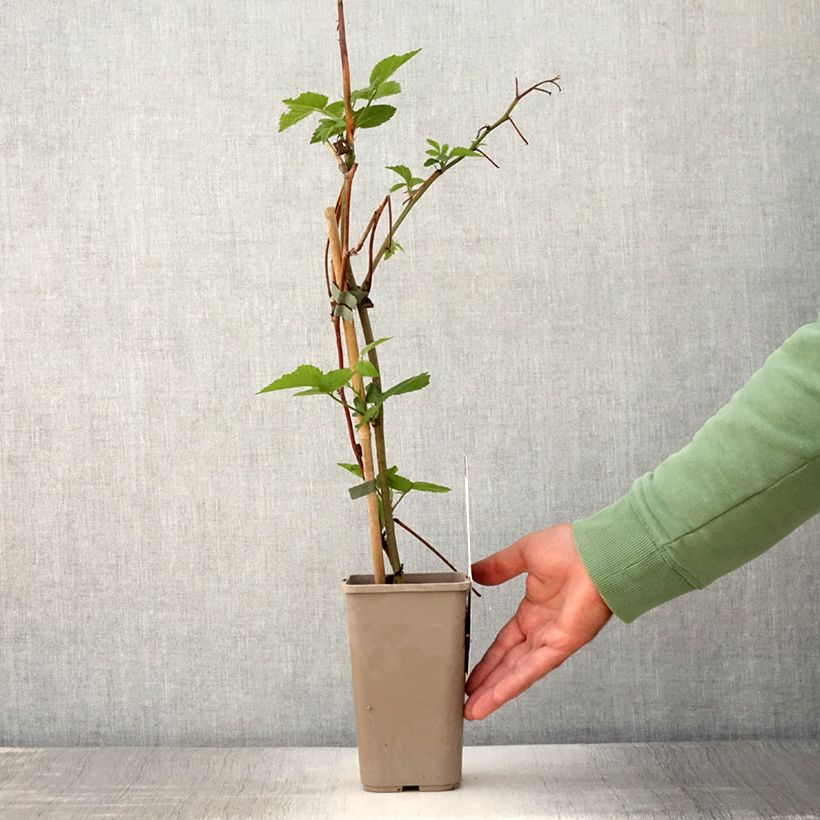 Spécimen de Mûre sans épines Dirksen Thornless - Rubus fruticosus  Pot de 1,5L/2L tel que livré en été