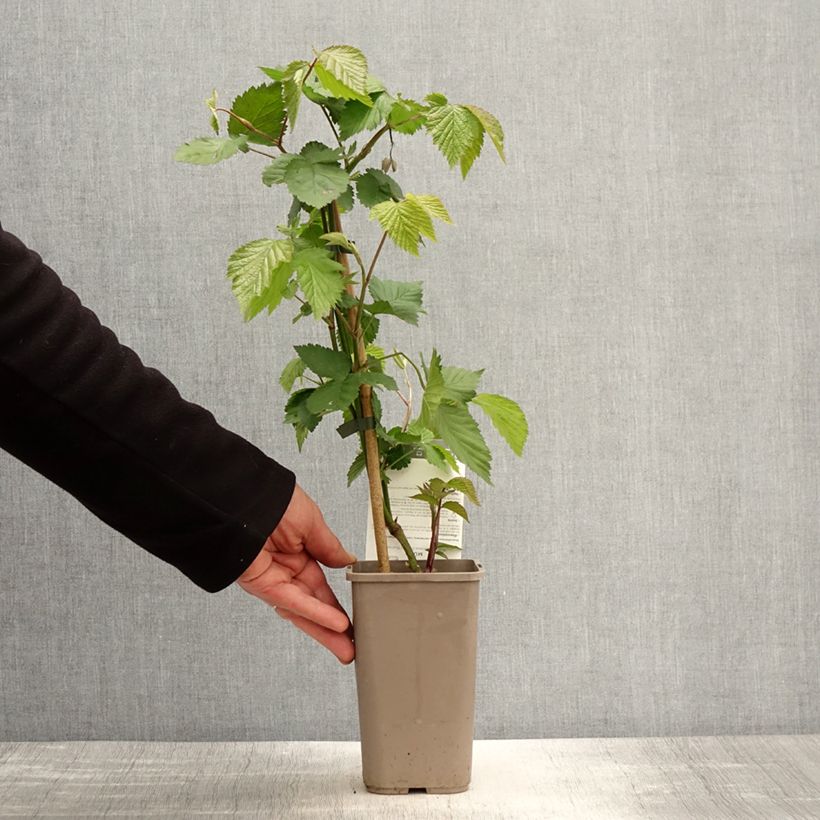 Spécimen de Mûre sans épines Dirksen Thornless - Rubus fruticosus  Pot de 1,5L/2LHauteur livrée env. 20/30cm tel que livré au printemps