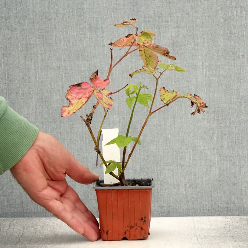Spécimen de Mûre sans épines Dirksen Thornless - Rubus fruticosus  Godet de 8/9 cm tel que livré en été