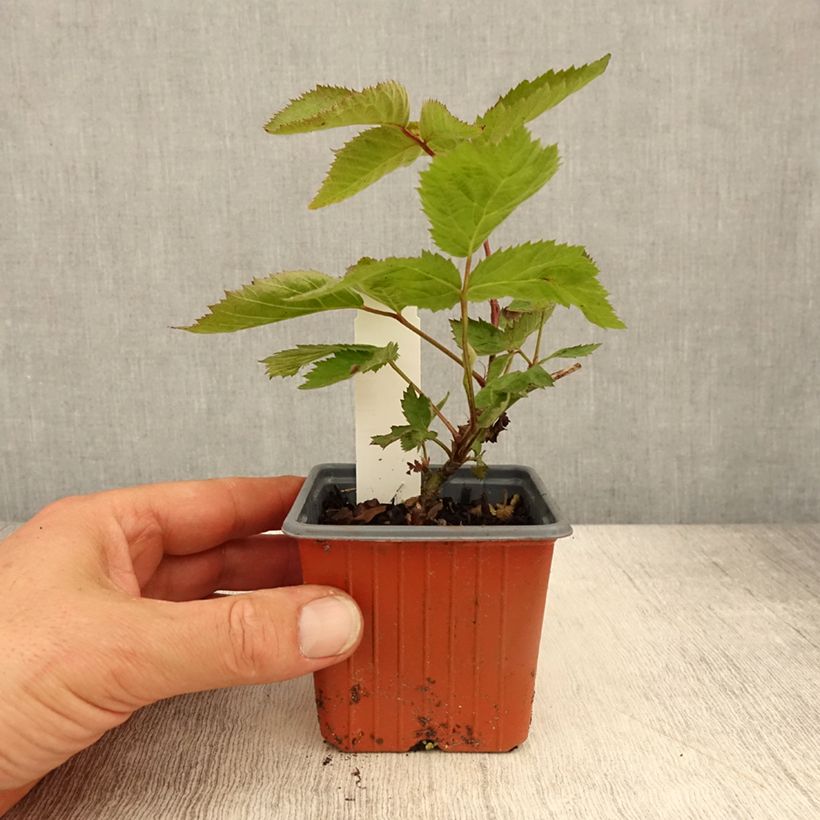 Spécimen de Mûre sans épines Dirksen Thornless - Rubus fruticosus  - Godet de 8/9 cm tel que livré au printemps