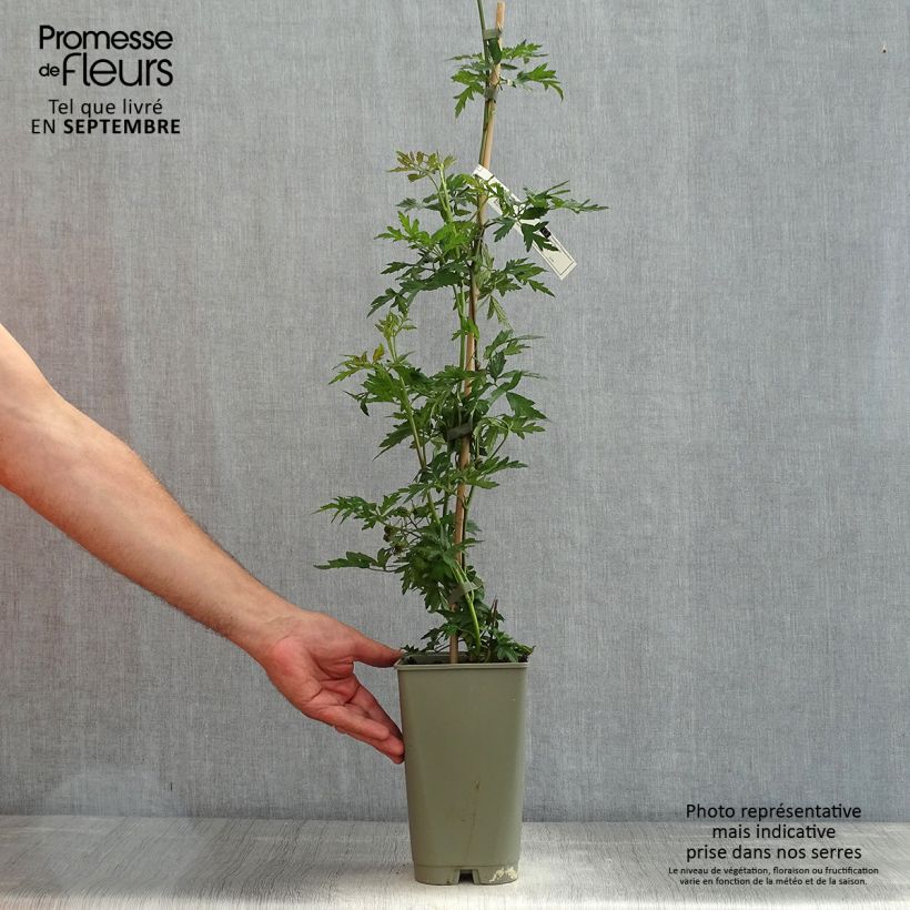 Spécimen de Mûre sans épines Geante Des Jardins Pot de 2L/3L tel que livré en été
