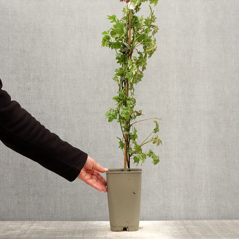 Spécimen de Mûre sans épines Geante Des Jardins en pot de 2l/3l tel que livré au printemps