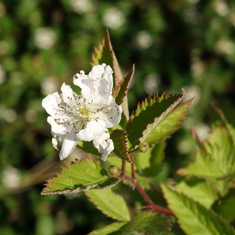 Mûre sans épines Navaho (Floraison)