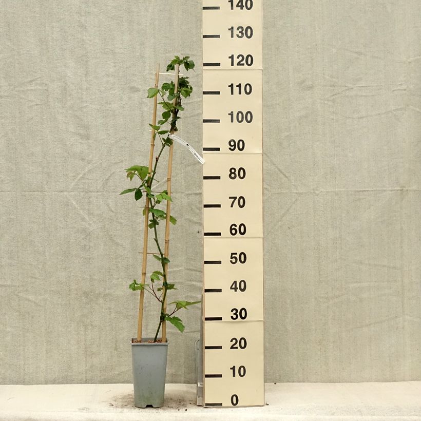 Spécimen de Mûre sans épines Oregon Thornless en pot de 2l/3l tel que livré au printemps