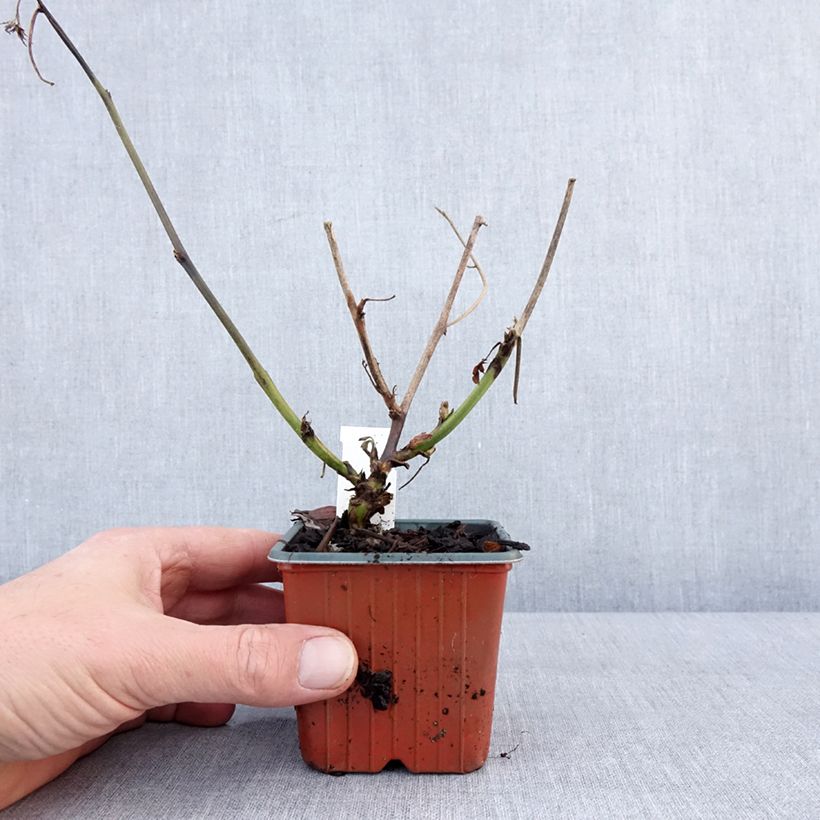 Spécimen de Mûre sans épines Thornless Evergreen Godet de 8/9 cm tel que livré en hiver