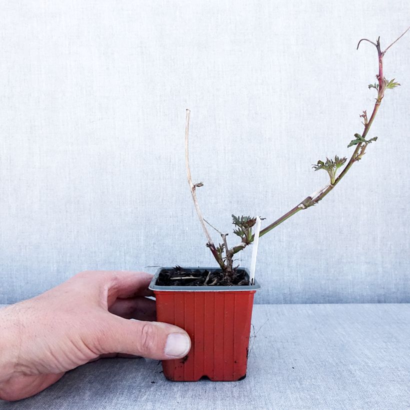 Spécimen de Mûre sans épines Thornless Evergreen - Godet de 8/9 cm tel que livré au printemps