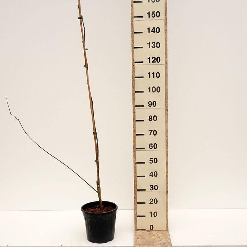 Spécimen de Mûrier blanc King's White - Morus alba var. laevigata Pot de 6L/7L tel que livré en hiver