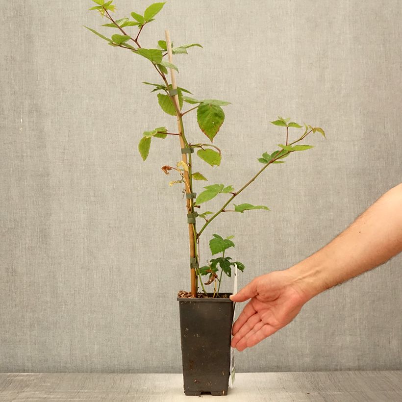 Spécimen de Mûrier-framboisier Boysenberry Pot de 1,5L/2L tel que livré en été