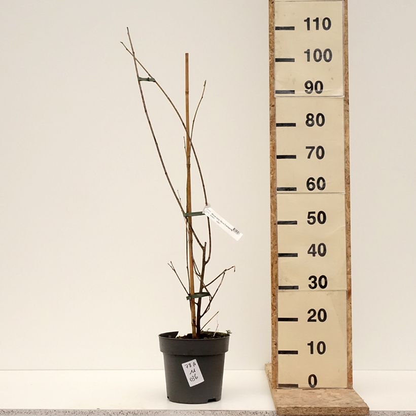 Spécimen de Mûrier hybride Illinois Everbearing - Morus x rubra - Pot de 7,5L/10L tel que livré en hiver