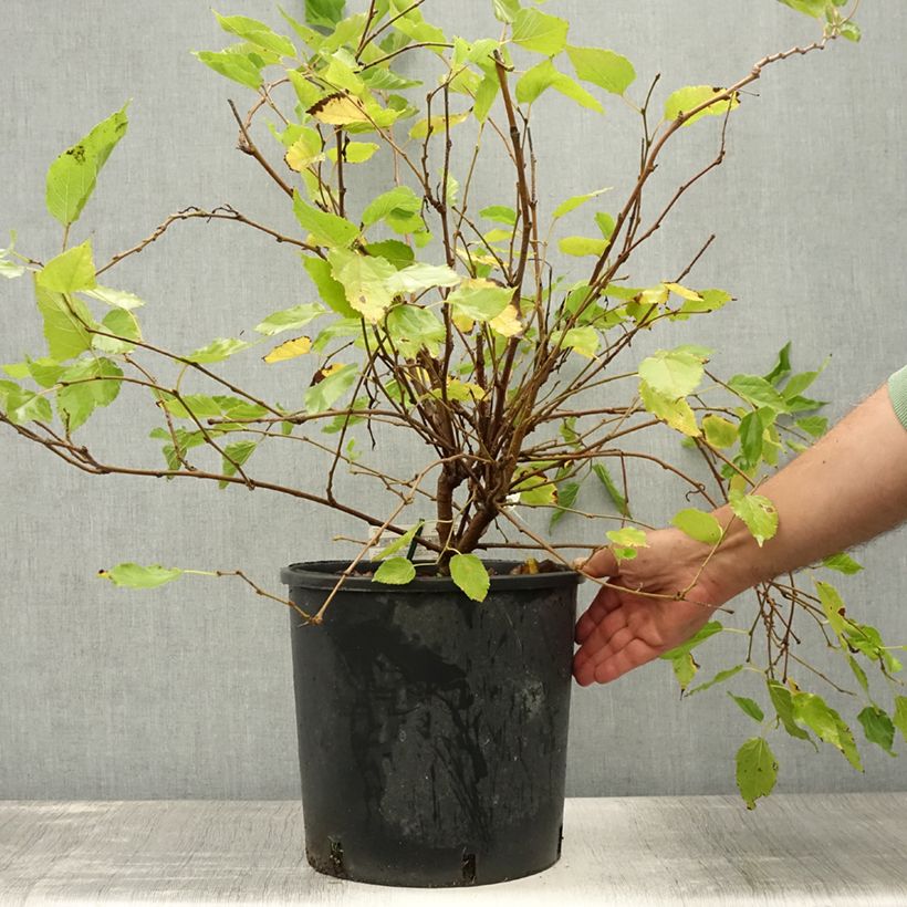Spécimen de Mûrier nain Mojo Berry - Morus rotundiloba Pot de 12L/15L, Touffe tel que livré en été