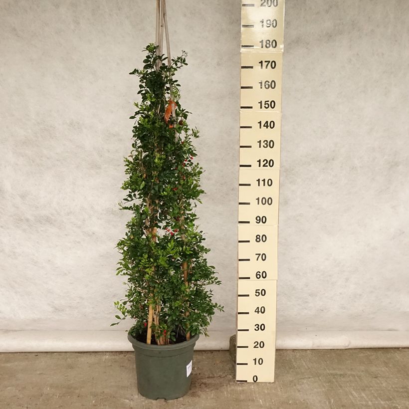 Spécimen de Murraya paniculata - Buis de Chine, Bois jasmin Pot de 12L/15L tel que livré en été