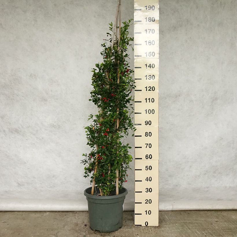 Spécimen de Murraya paniculata - Buis de Chine, Bois jasmin Pot de 12L tel que livré au printemps