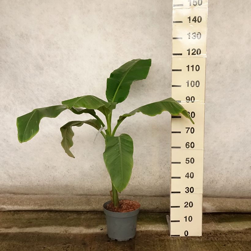 Spécimen de Musa basjoo Dajiao - Bananier du Japon Pot de 4L/5L tel que livré en été