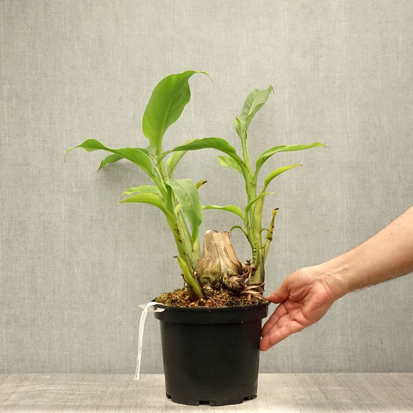 Spécimen de Musa basjoo Sakhalin - Bananier du Japon Pot de 4L/5L tel que livré en été