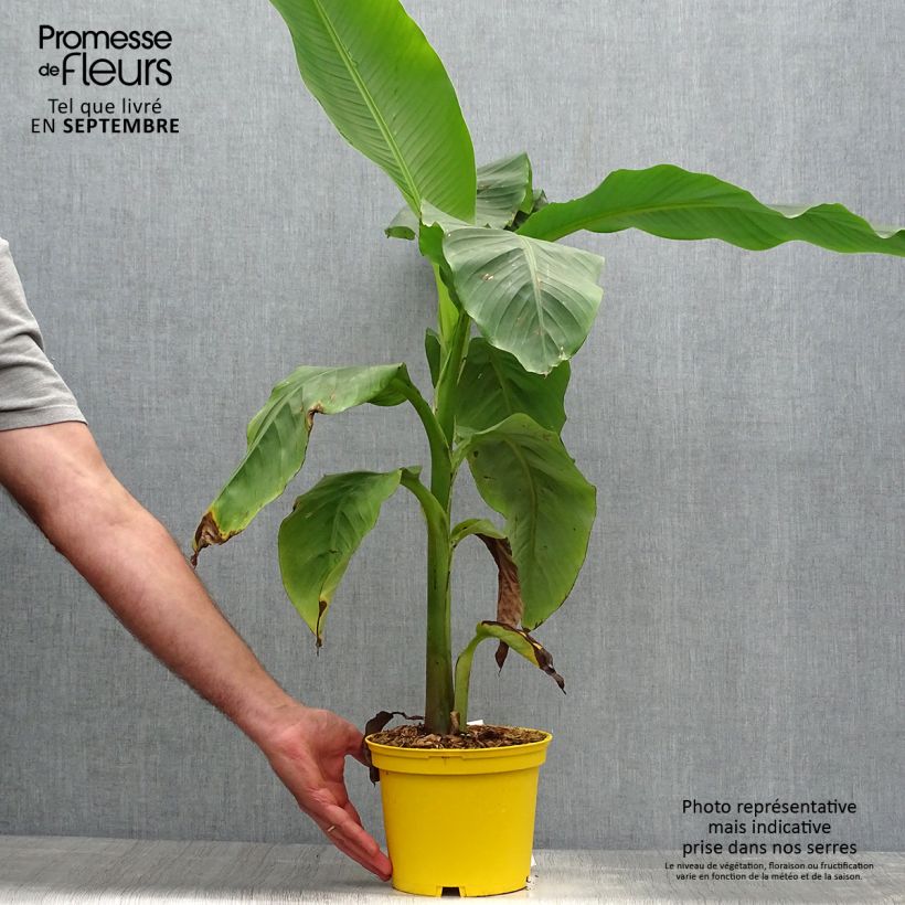 Spécimen de Musa basjoo Tchetchenia - Bananier du Japon Pot de 2L/3L tel que livré en automne