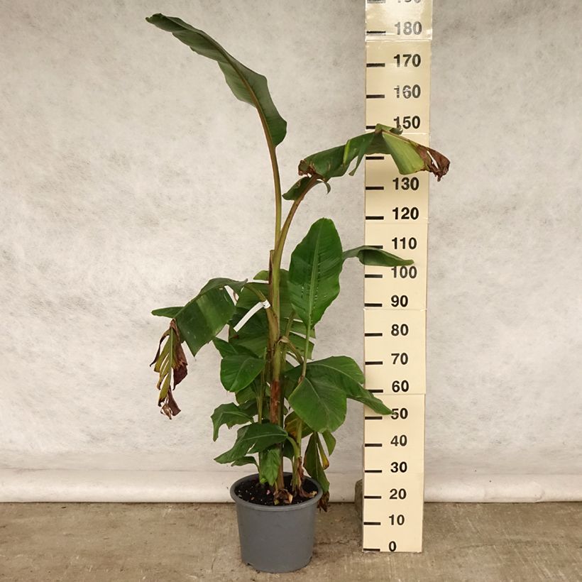 Spécimen de Bananier à fleurs roses - Musa velutina Pot de 12L/15L tel que livré en été