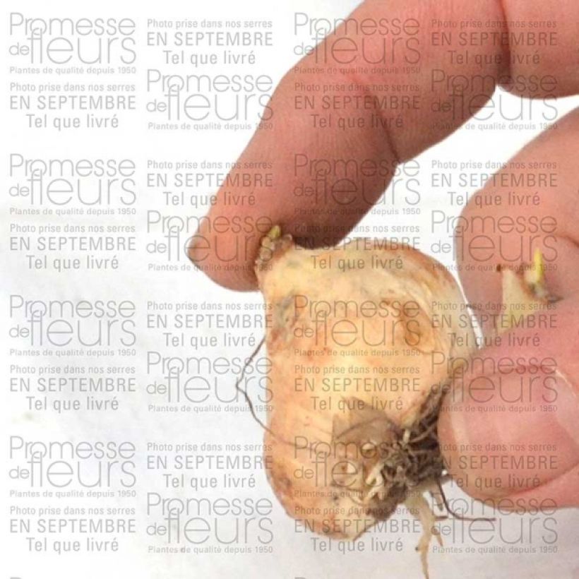 Exemple de spécimen de Muscari armeniacum 9+ Bulbe tel que livré